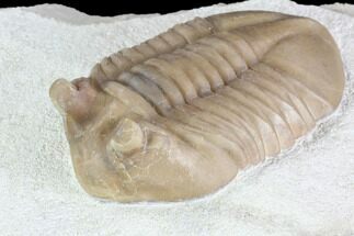 Prone Asaphus Cornutus Trilobite - Russia #89058