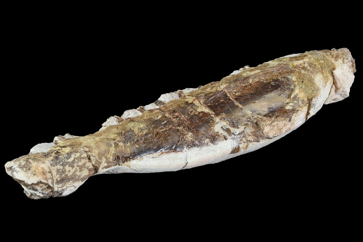 mosasaurus jaw for sale