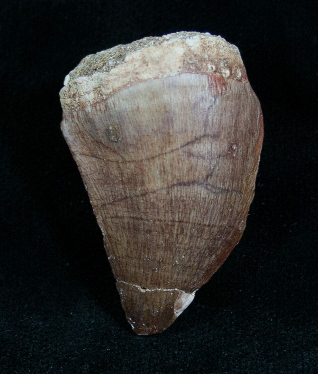 real mosasaur tooth