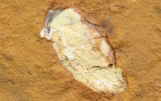 Fossil Seed From North Dakota - Paleocene #65830