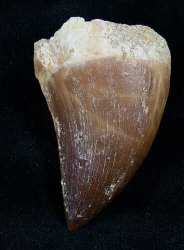 Protacrodus Tooth 1.63