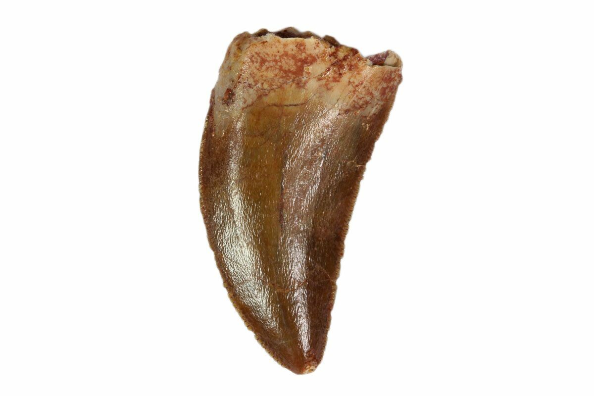 real raptor tooth for sale