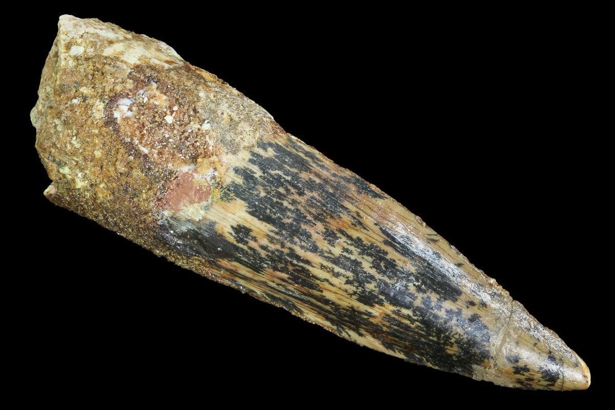 spinosaurus fossil tooth