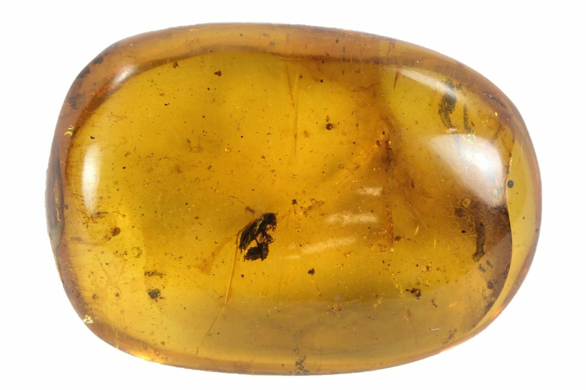 Two Fossil Insects in Amber Myanmar For Sale (76741)