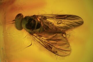 Detailed Fossil Fly (Rhagonidae) In Baltic Amber #90779