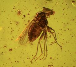 Fossil Fly (Diptera) And Four Mites (Acari) In Baltic Amber #90791