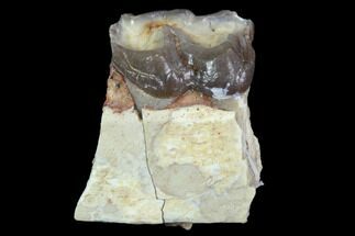 Oligocene Horse (Mesohippus) Molar #91098