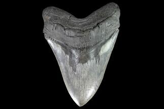 Serrated, Fossil Megalodon Tooth - Giant Meg Tooth #91195