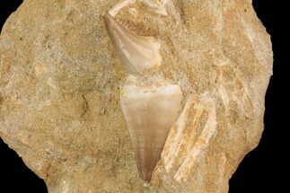 Two Mosasaur (Prognathodon) Teeth In Rock - Nice Teeth #91243