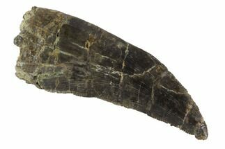 Vary Rare, Marshasaurus Tooth - Colorado #91363