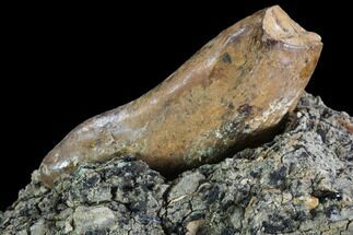 Fossil Crocodile Coprolite In Rock - Aguja Formation, Texas #88741