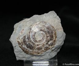 Psiloceras From Great Britain - #1086