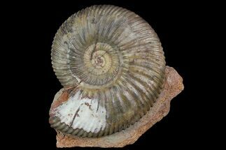 Parkinsonia Ammonite on Rock - Germany #92453
