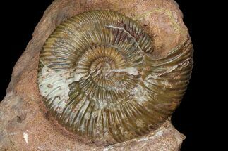 Jurassic Parkinsonia Ammonite - Germany #92457