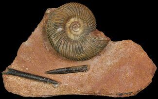 Parkinsonia Ammonite & Two Belemnites on Rock - Germany #92458