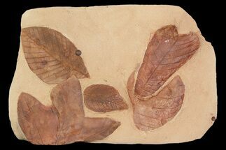 Red Fossil Leaves on Rock ( species) - Montana #92598