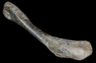 Raptor Theropod Dinosaur Humerus - Montana #92797