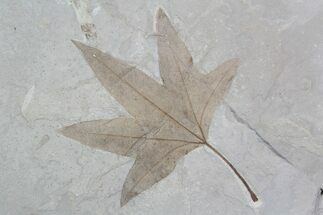 Fossil Sycamore (Platanus) Leaf - Green River Formation #92867