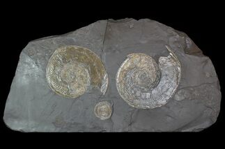 Wide Ammonite Plate (Harpoceras, Dactylioceras) - Germany #93240