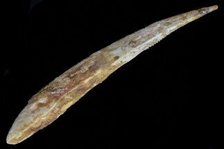 Large, Hybodus Shark Dorsal Spine - Cretaceous (Composite) #73132