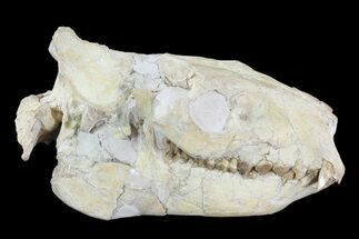 Oreodont (Merycoidodon) Skull - Wyoming #93756