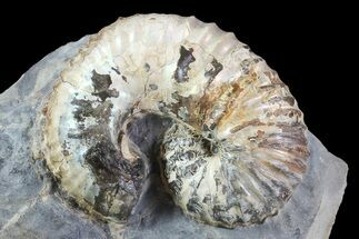 Unusual Heteromorph Ammonite (Scaphites) Fossil - Kansas #93748