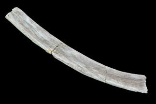 Mosasaur (Platecarpus) Rib Section - Kansas #93766
