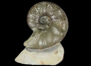 Unusual, Triassic Ammonite (Ceratites) Fossil - Germany #94065
