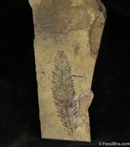 Metasequoia Plant Fossils - Cache Creek #1122