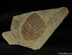 Fossil Alder And Sequoia - Cache Creek, BC #1124