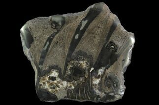Jurassic Marine Reptile Bone In Cross-Section - Whitby, England #94441