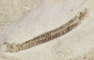 Rare Armored Worm (Lepidocoleus) - Haragan Formation #94442