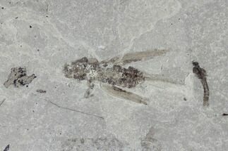 Fossil Cricket & Crane Fly - Green River Formation, Utah #94818