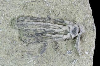 Abrotocrinus Crinoid Fossil - Crawfordsville, Indiana #94490