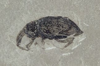 Fossil Weevil (AKA Snout Beetle) - Green River Formation, Utah #94936