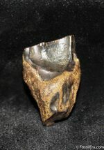 Shed Triceratops Tooth - Inches Long #1133