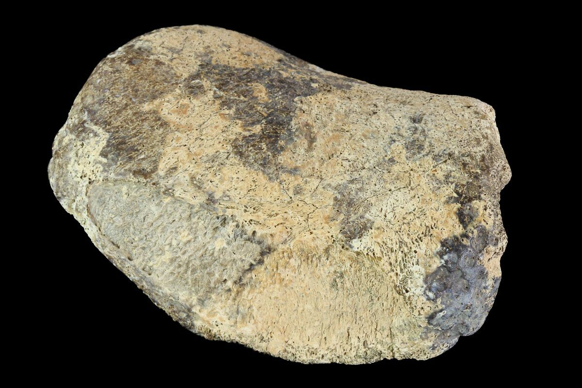 hadrosaur toe bone