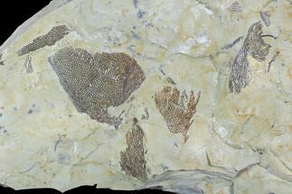Ordovician Graptolites (Dictyonema) - Fillmore Formation, Utah #95480