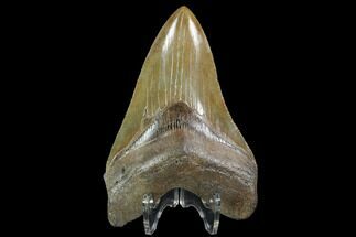 Serrated, Fossil Megalodon Tooth - Georgia #95491