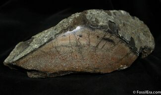 Large Chunk Of Polished Dinosaur Bone ( ounces) #1142