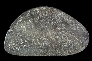 Polished Iguanodon Bone Slab - Isle Of Wight #95981