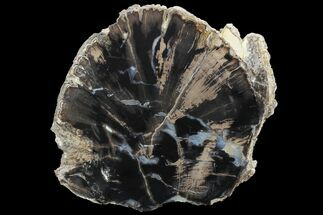 Petrified Wood (Schinoxylon) End Cut - Blue Forest, Wyoming #96060