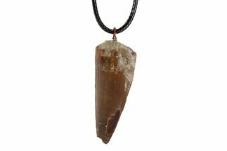 Real Spinosaurus Tooth Necklace - Dinosaur Tooth #96072