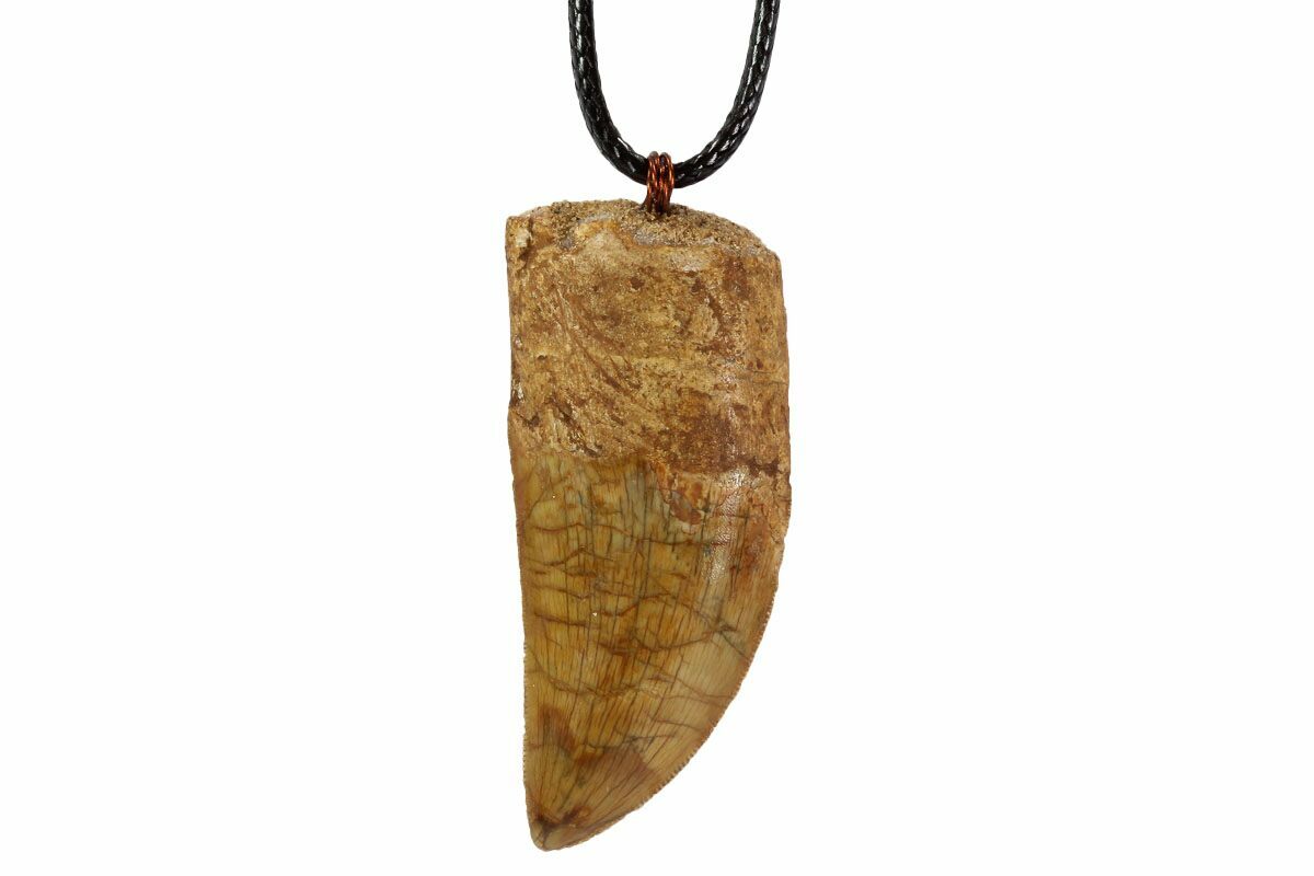 Buy Large Mosasaurus Tooth Pendant, 14k Gold, Real Dinosaur Fossil  Pendants, Dino Jewelry, Vulture Culture, Oddities and Curiosities Online at  desertcartKUWAIT