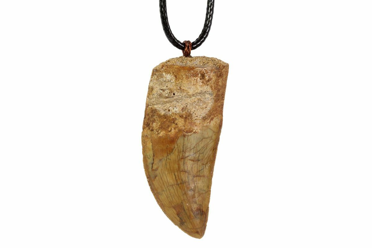 I made this Megalodon shark tooth necklace. The tooth was found off shore  in North Carolina. : r/jewelrymaking