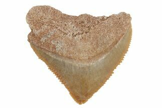 Cretaceous Fossil Crow Shark (Squalicorax) Teeth #96122