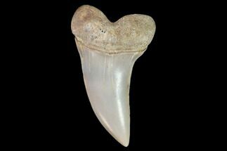 Mako Shark Tooth Fossil - Sharktooth Hill, CA #94693