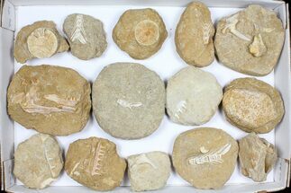 Flat: Cretaceous Marine Vertebrate Fossils - Pieces #96114