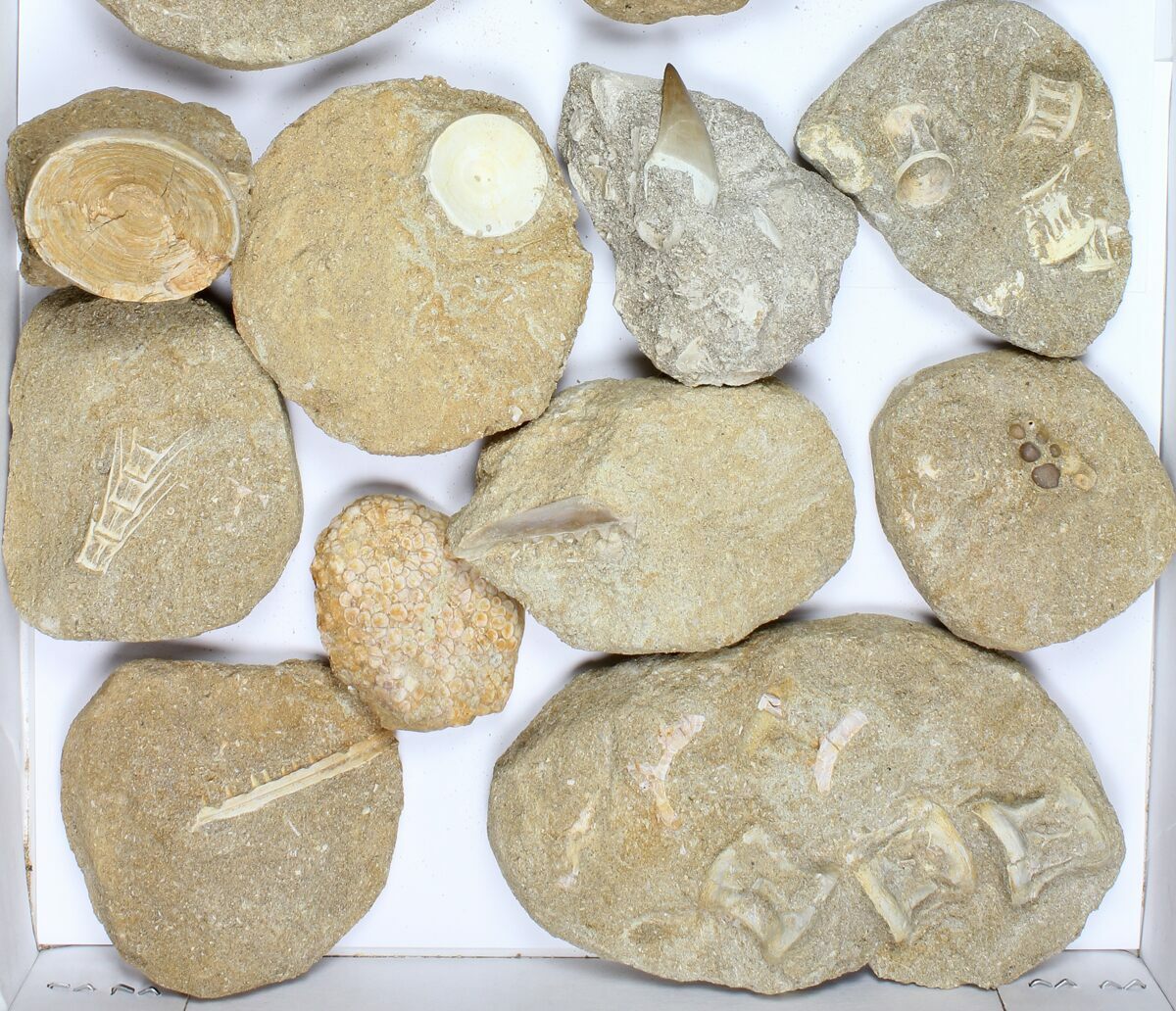 Wholesale Flat: Cretaceous Marine Vertebrate Fossils - 16 Pieces For