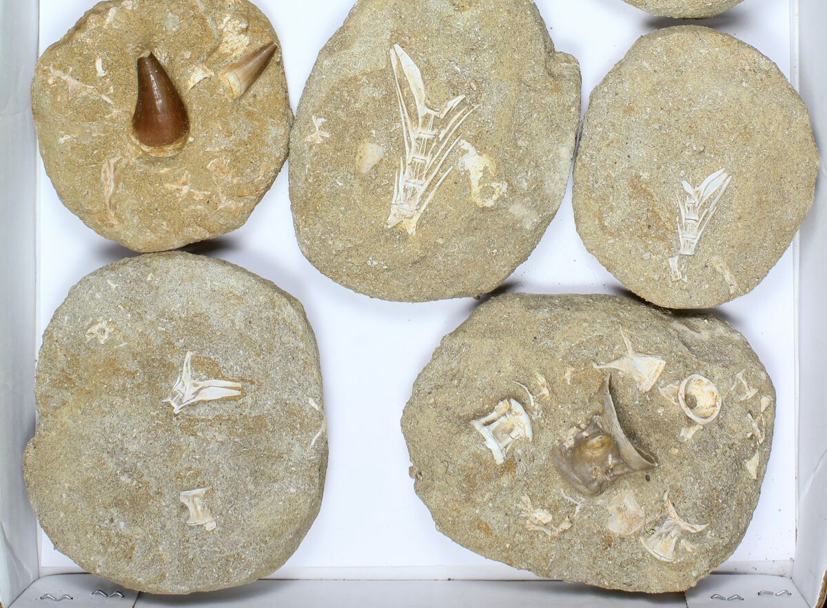 Wholesale Flat: Cretaceous Marine Vertebrate Fossils - 10 Pieces For ...